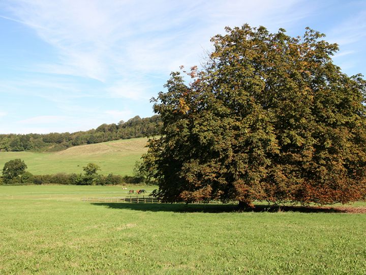 Autumn in the Coombe